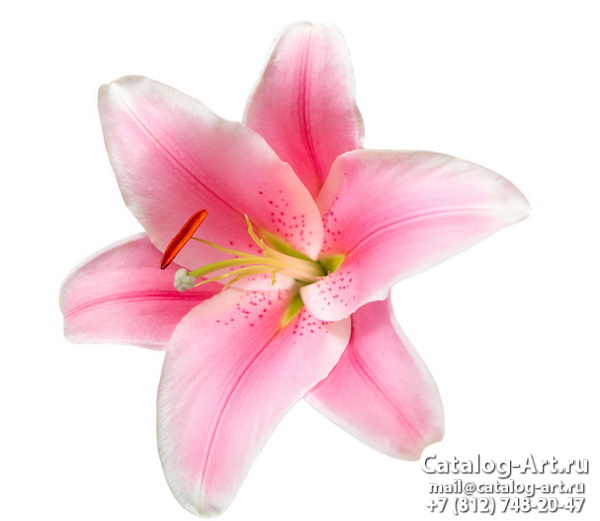 Pink lilies 32